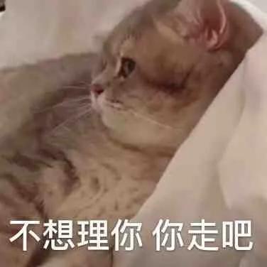 狗狗和猫的表情包，表情包：小猫小狗的表情包