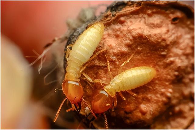 什么动物是夫妻肖，夫妻生肖有哪几肖（你知道它们是哪些吗）