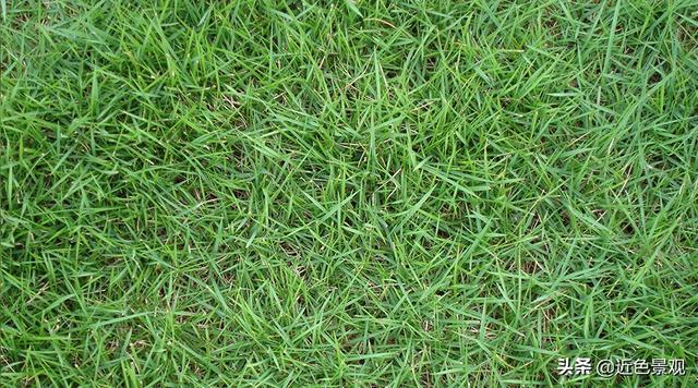 钝叶草（钝叶草），园林绿化中常见草坪植物种类（葎草叶片病害）