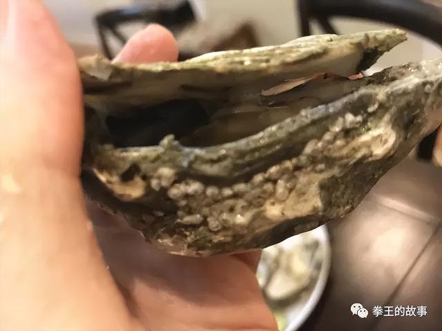 怀孕能吃生蚝吗，怀孕能吃生蚝吗前三个月（你真的了解生蚝吗）