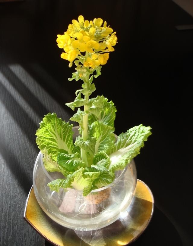 水里养的植物有哪些,最适合室内水养的植物(7种蔬菜根)