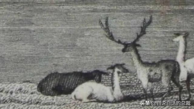 鹿血酒多少钱一瓶，鹿血酒一瓶500ml要多少钱（这是人们认为它是仙兽真正的原因）