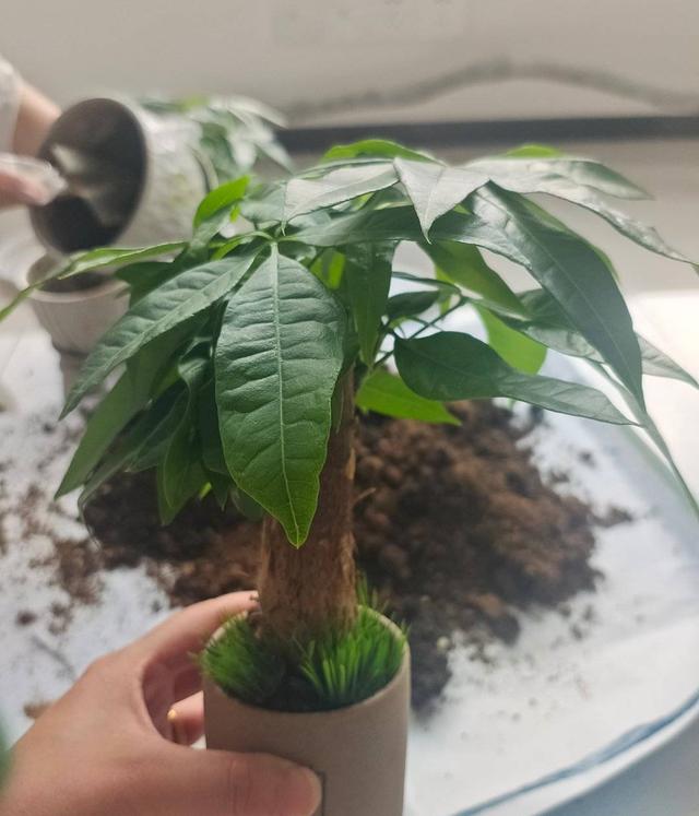 发财树养护，天天翠绿茂盛、芽点多长势好（发财树养护要点）