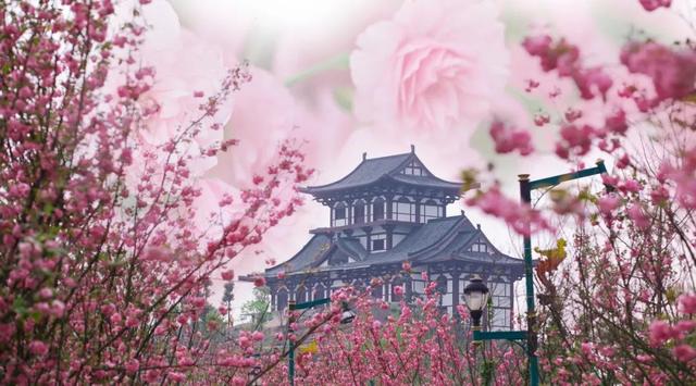 成都看樱花去哪里，樱花开了，成都多地可免费赏花