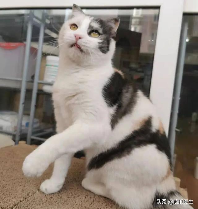 猫在花丛中 可爱图片，猫在花丛中头像（等着铲屎官来抱抱啦）