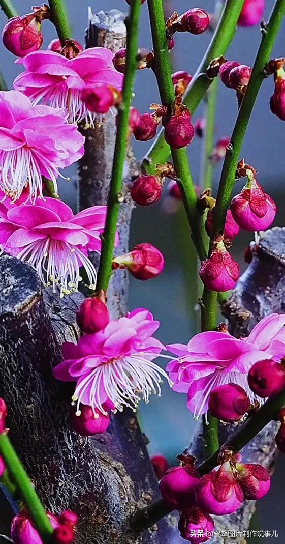 腊梅图片，一花一世界（腊梅图片）