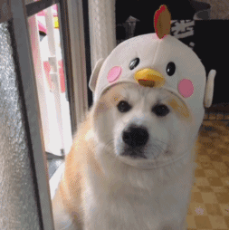 秋田犬和柴犬的区别，如何区分柴犬与秋田犬（教你轻松分辨秋田犬和柴犬）