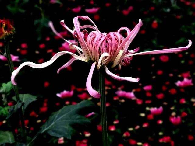 重阳节和菊花有什么关系，重阳节菊花代表什么意思（重阳节与菊花）