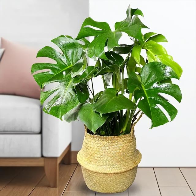 龟背竹，家里养龟背竹要注意以下事项（龟背竹叶子发黄怎么回事）