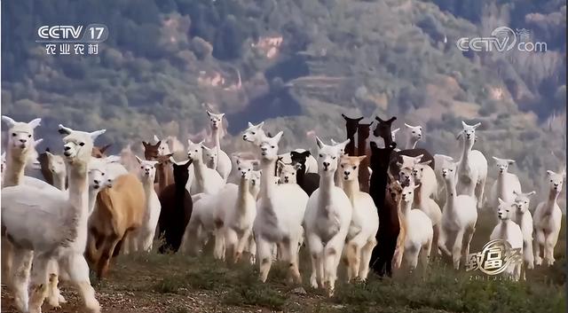 羊驼养殖网，女海归毕业生放弃高薪工作（全国养殖羊驼的地方有哪些）