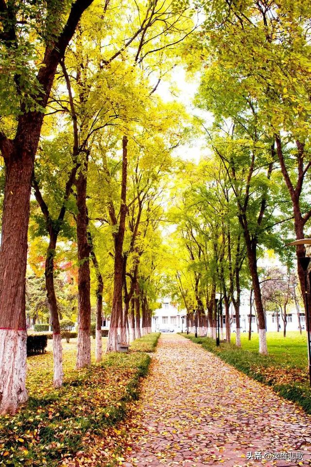 西北农林科技大学是211大学吗，西北农林科技大学和211（是不是985高校中凑数的）