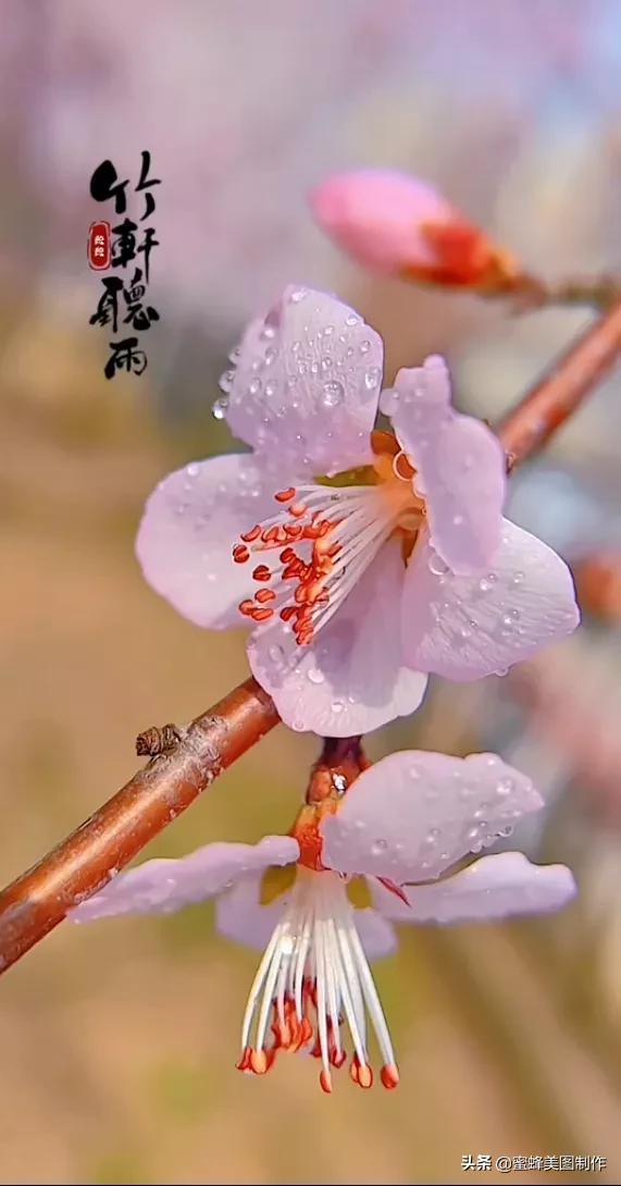 适合发心情的图片   赏图愉快哦:），关于发心情的图片（鲜艳欲滴的花朵）