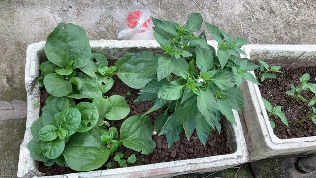 楼顶种菜的箱子和架子，楼顶上怎样搭菜架子（泡沫箱子到底是何成分）