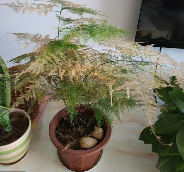 文竹盆栽的养殖方法，文竹的养法（养文竹牢记“5技巧”）