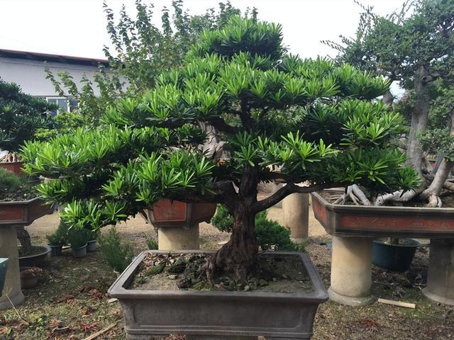 门前风水十大吉祥花，风水十大吉祥花排行（庭院里种“富贵树”）