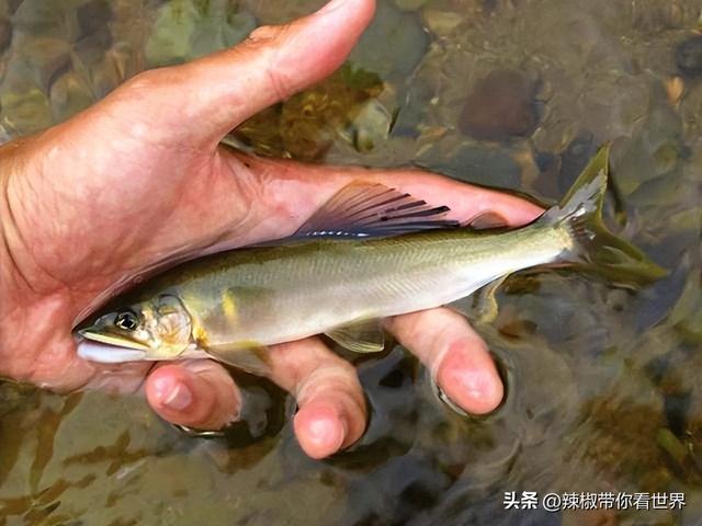 泰安有什么特色小吃，泰安特产有哪些小吃（国泰民安之泰安市美食推荐）