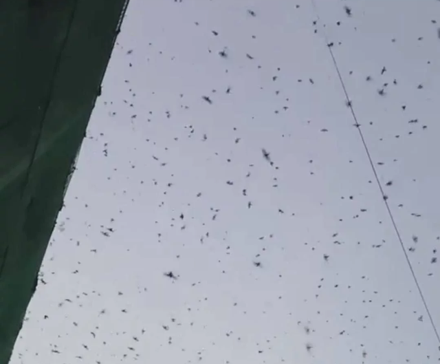 蝙蝠是鸟吗，四川德阳傍晚出现“密集鸟群”（蝙蝠是鸟吗请说明你的理由）