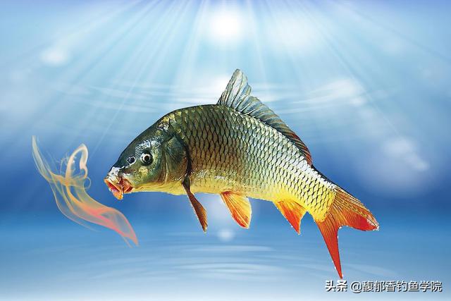 小黄面是用什么原料做的，小黄面的主要成分是什么（钓鲤鱼的小黄面还可以自己制作）