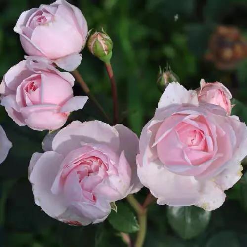 仙度瑞拉月季，仙度瑞拉是哪个公主（分享图片一一一灰姑娘月季）