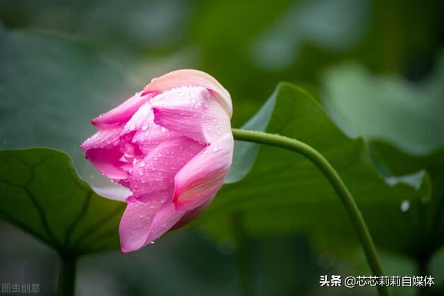 平静的生活经典句子，心态好格局大的句子（平静人心的句子）