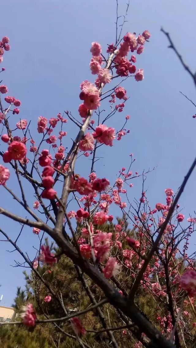 桃花象征着什么，桃花象征什么高贵品质（是人们对自由和美好生活的象征）