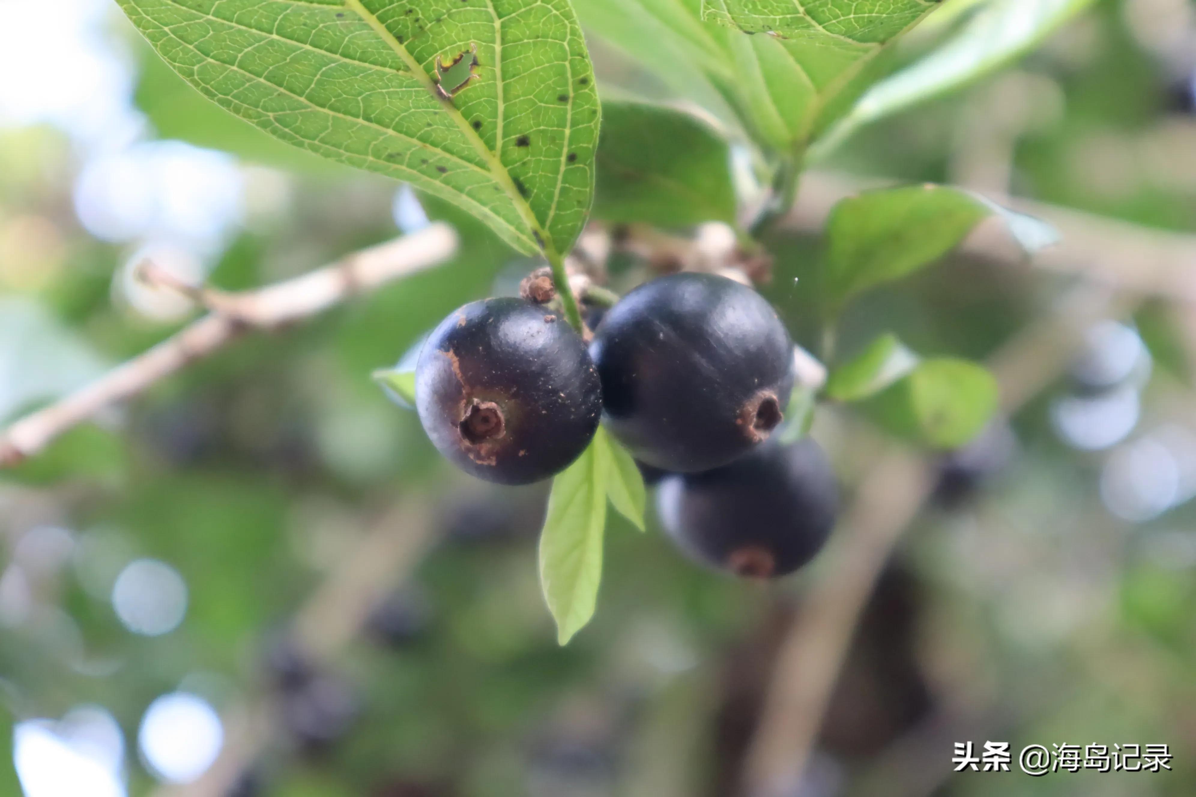 割舌果功效(这种野果你吃过吗?) - 旭辉快讯 - 旭辉网