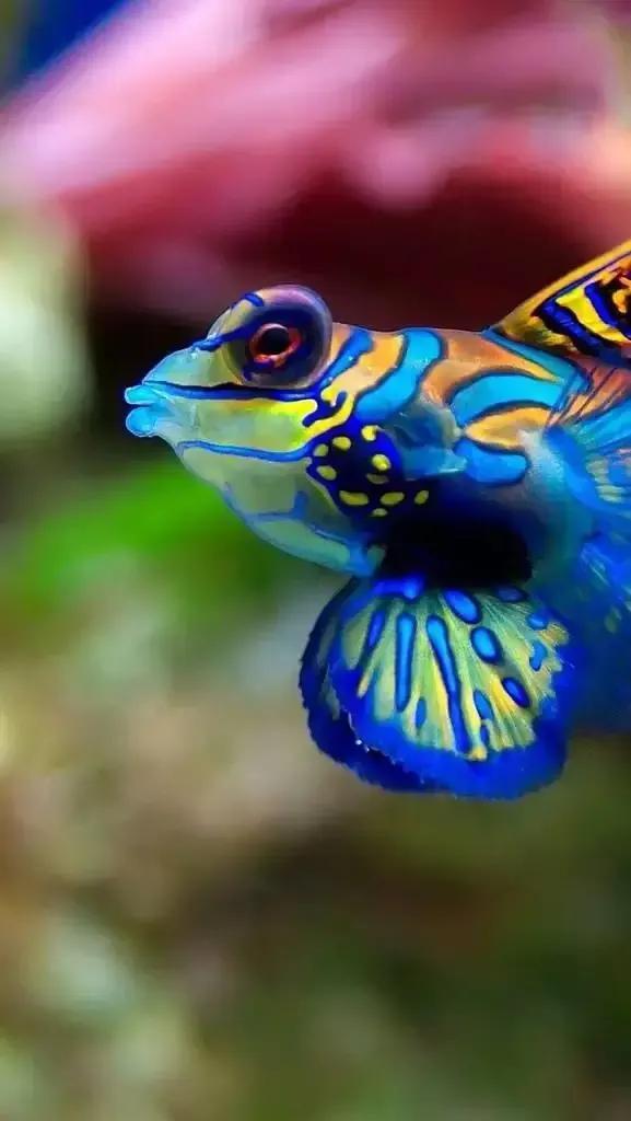 100多种神仙鱼欣赏，鳕鱼图片大全