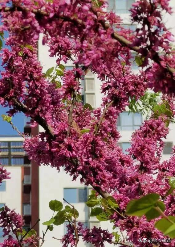 春天的花有哪些，夏天的花有哪些（<一>棣棠花、紫荆花、梨花和丁香花）