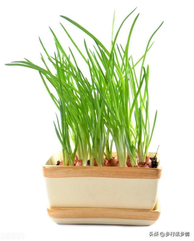 阳台上种花种菜非常实用，阳台、泡沫箱、花盆最适合种植这些蔬菜