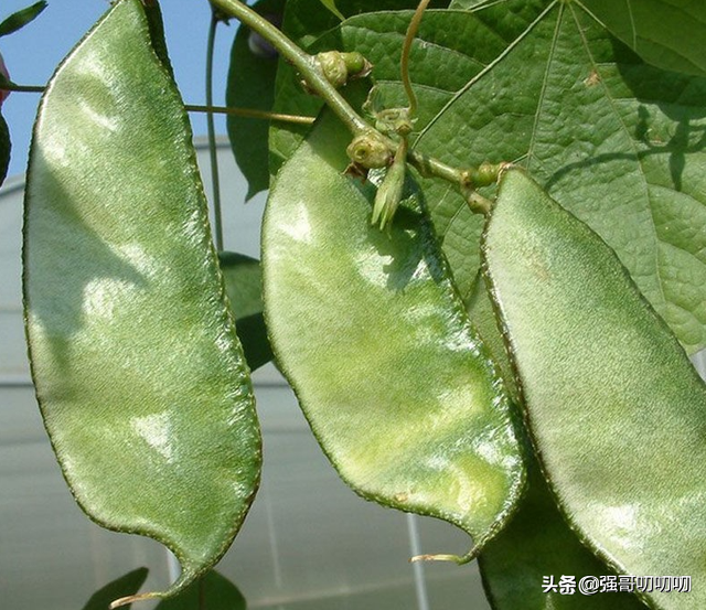 饭豆图片 植株,饭豆图片(此菜叫"峨眉豆"过去农民爱种)