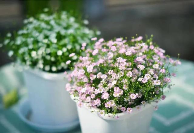 春天开的常见的花，春天开的常见的花图片（超齐全的播种时间表）