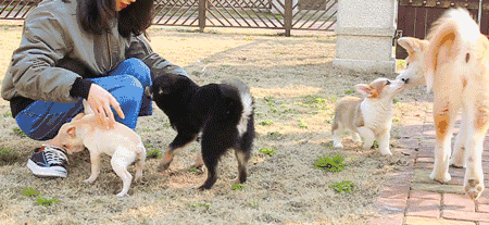 巨贵犬多少钱一只，比熊犬价格大概多少钱一只（网友：养得起这些狗）