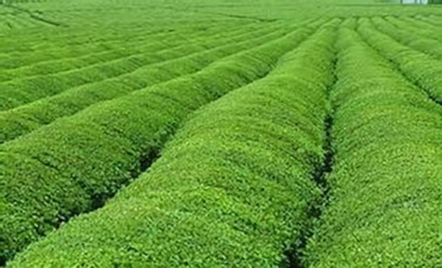 植物保护专业就业前景，植物保护专业就业前景与就业方向（看似冷门的农学专业）