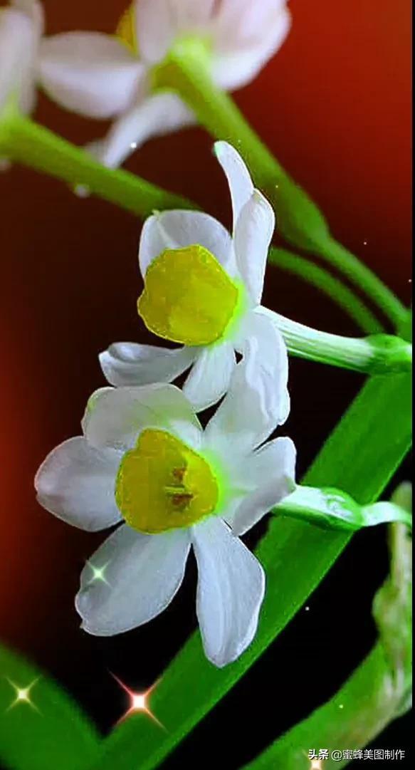 适合发心情的图片   赏图愉快哦:），关于发心情的图片（鲜艳欲滴的花朵）