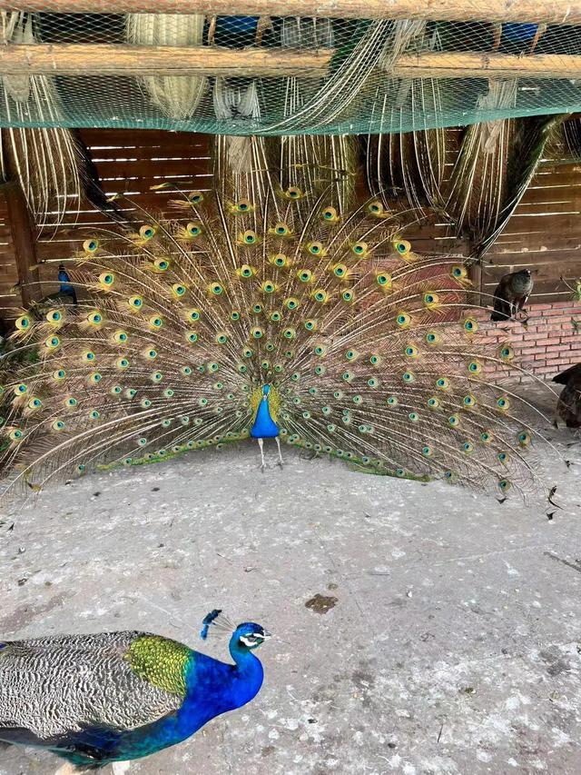 孔雀是不是短尾鸟，孔雀是短尾巴鸟还是长尾巴鸟（最漂亮的鸟-孔雀）