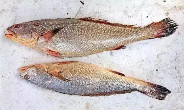 小黄鱼长大后会不会变成大黄鱼，为什么小黄鱼长不成大黄鱼（这几种鱼样子都很相似）