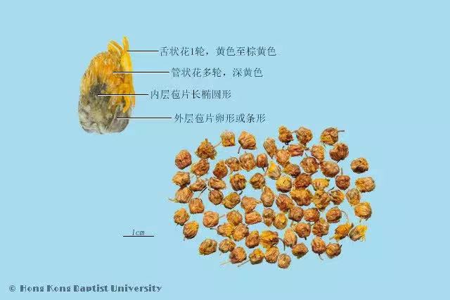 野菊花作用和用途，野菊花作用和用途功效（每日一味抗癌中药——野菊花）