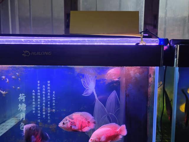 兔子怎么养它会和你熟，兔子养久了会认识主人吗（快冻死的小兔子如何抢救）