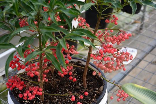 圖片種子怎麼用,鳳仙花的種子圖片(花市俗稱