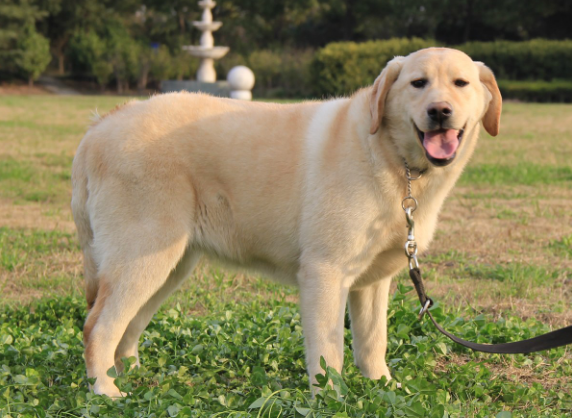 拉布拉多幼犬圖片,純種拉布拉多犬(純種拉布拉多犬多少錢一隻)