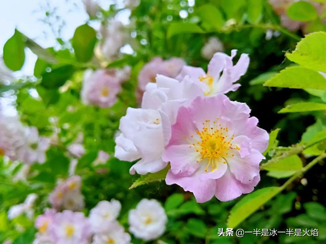 蔷薇花语，蔷薇花语是什么意思 寓意（随笔：蔷薇花开艳流年）