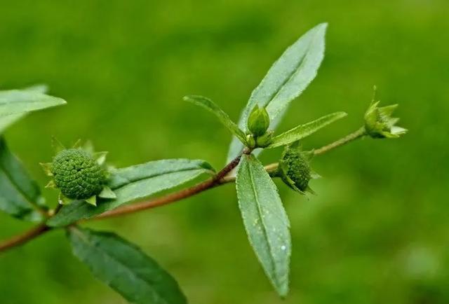 旱莲草墨旱莲，每日一味抗癌中药——墨旱莲