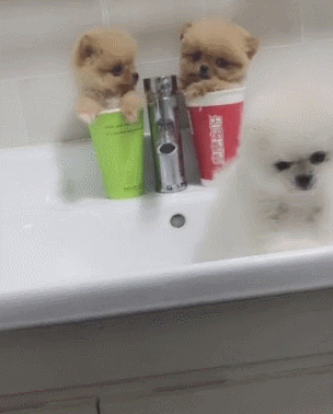 茶杯狗好养吗，茶杯狗好养吗好养吗（畸形审美——“茶杯犬”）