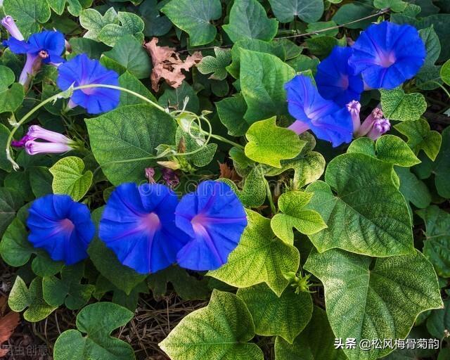 蓝色风信子花语，蓝色风信子花语是什么（分享蓝色的花）