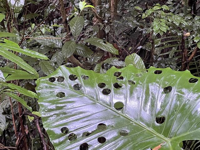 七仙岭带你爬山，假期运动量统统献给了这个热带雨林