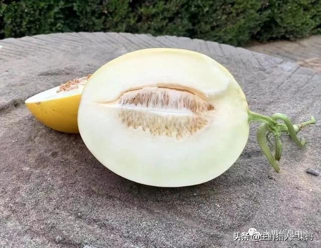 绿色的哈密瓜叫什么，绿色的哈密瓜叫什么名字（哈密瓜、蜜瓜、网纹瓜、香瓜、羊角蜜傻傻分不清）