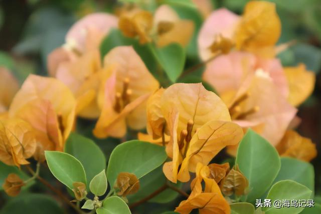 光叶子花的寓意，花语是热情、坚韧不拔、顽强奋进