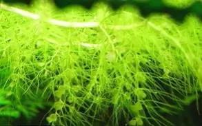 为什么有的植物会吃虫，为什么有的植物会吃虫害（食虫植物都是怎么“吃”虫的）
