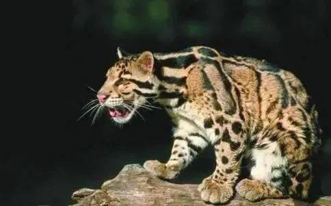 幸好这30种动物灭绝了，要不人类真的难以生存（“一亿五千万岁”长江白鲟正式灭绝）