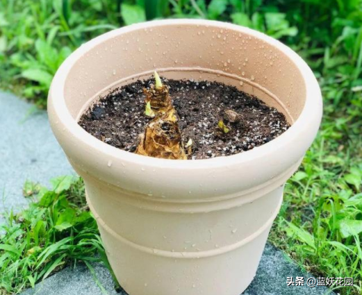 圣心百合的养殖方法和技巧，高端切花素材圣心百合